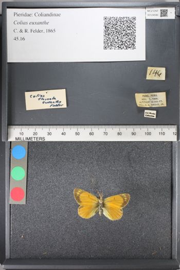 Media type: image;   Entomology 124590
